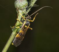 Snyltehveps amblyteles armatorius er interesseret i bladlus på tidsel